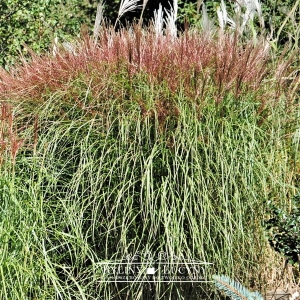 Miskant chiński 'Roter Pfeil'