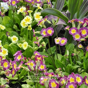 Pierwiosnek wyniosły mix