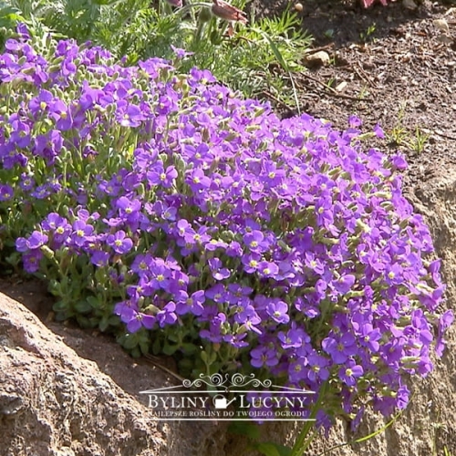 Żagwin ogrodowy tworzy przewieszające się, barwne poduchy.