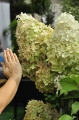 Hydrangea 'Phantom' olbrzymia (4).JPG