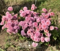 Chryzantema 'Orchid Helen' w pełni kwitnienia.