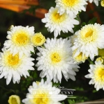 Chryzantema ‘Schneewolke’ 