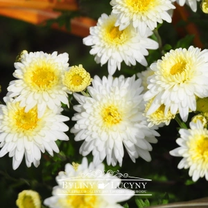 Chryzantema ‘Schneewolke’ 