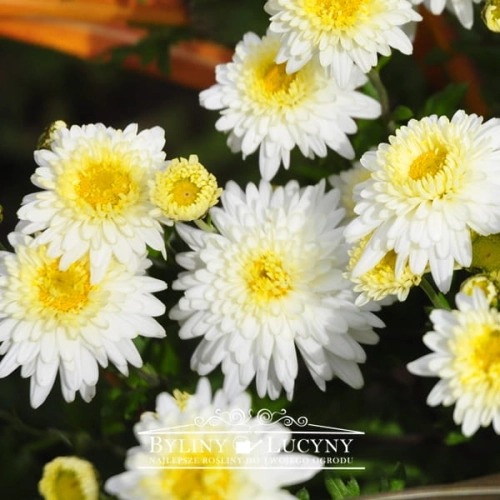 Chryzantema 'Schneewolke'