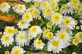 Chryzantema 'Schneewolke'