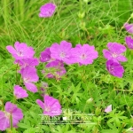 Bodziszek krwisty (czerwony)