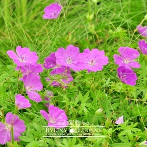 Bodziszek krwisty (czerwony)