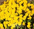 Chryzantema'Ostra'