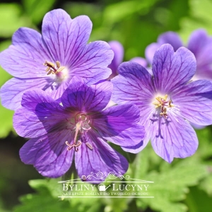 Bodziszek wspaniały