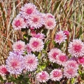 Chryzantema 'Anastasia'