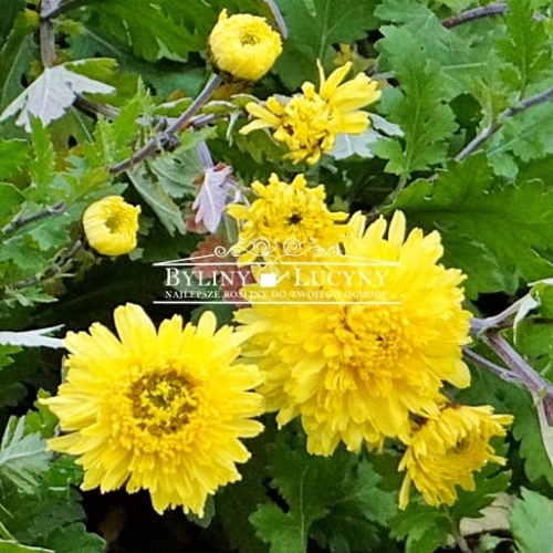 Chryzantema żółta