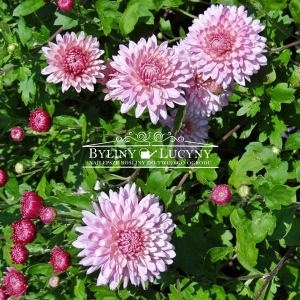 Chryzantema letnia 'Anastasia'