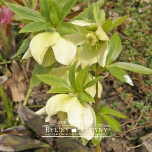 Ciemiernik wschodni biały