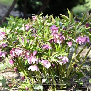 Ciemiernik wschodni białoróżowy