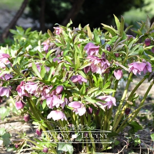 Ciemiernik wschodni białoróżowy