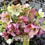 Ciemiernik ogrodowy mix