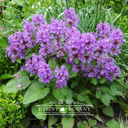 Czyściec wielkokwiatowy