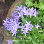 Dzwonek Poszarskiego 