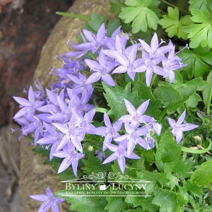 Dzwonek Poszarskiego 