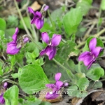 Fiołek wonny 'Rosea'