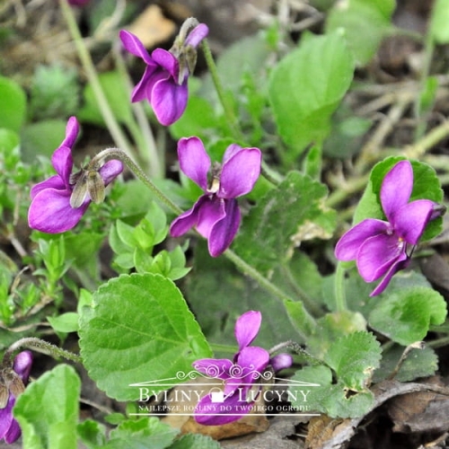 Fiołek wonny 'Rosea'