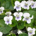 Fiołek motylkowaty 'Piceana'