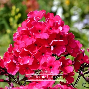 Floks wiechowaty karminowy