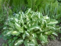Hosta 'Mediovariegata' tworzy zgrabne kępy zielono-kremowych, pofalowanych liści