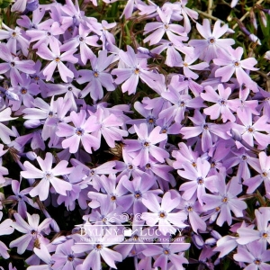 Floks (płomyk) szydlasty lila