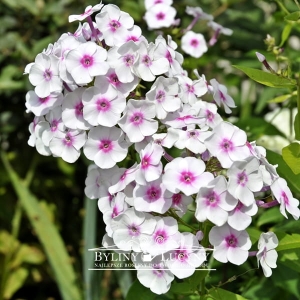 Floks wiechowaty 'Graf Zeppelin'