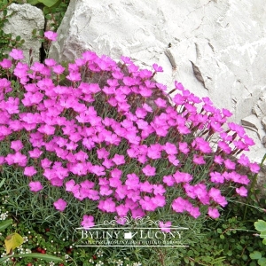 Goździk siny karmin