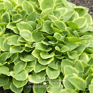 Hosta 'Golden Tiara'