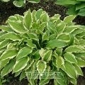 Hosta 'Aureomarginata'