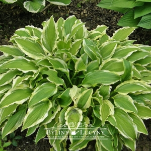 Hosta (funkia) ‘Aureomarginata’ 