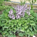 Hosta 'Blue Lace'.
