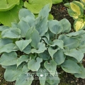 Hosta 'Blue Lace'