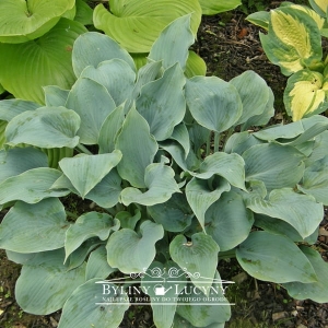 Hosta (funkia) 'Blue Lace'