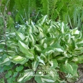 Hosta  'Mediovariegata'