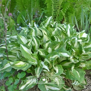 Hosta (funkia) 'Mediovariegata'