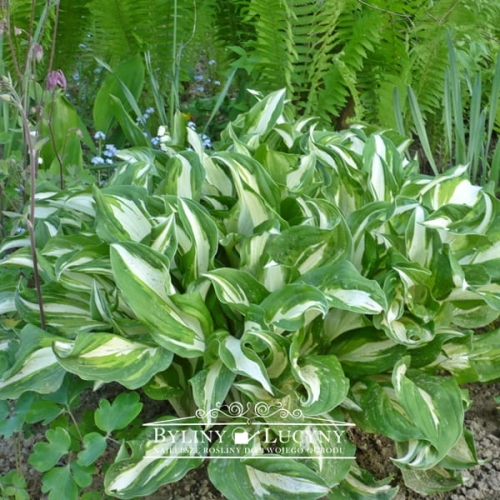 Hosta  'Mediovariegata'