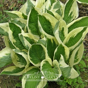 Hosta (funkia) 'Patriot'