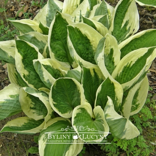 Hosta 'Patriot'