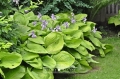 Hosta 'Sum &amp; Substance'