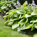 Hosta 'Sum &amp; Substance'