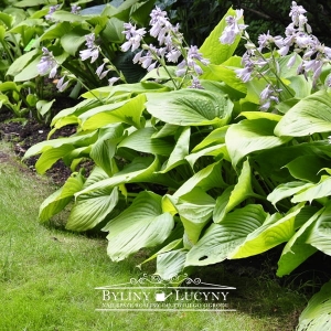 Hosta (funkia) 'Sum and Substance'