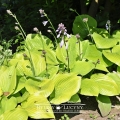 Hosta 'Sum and Substance' - lipiec
