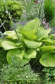 Hosta 'Sum and Substance'