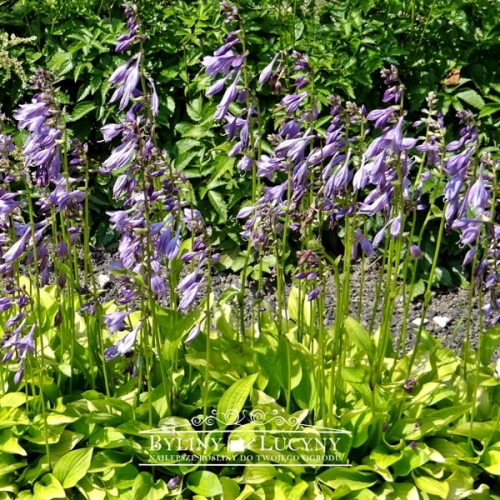 Hosta 'Golden Scepter'