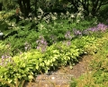 Hosta 'Golden Scepter' świetnie sprawdza się na obwódkach