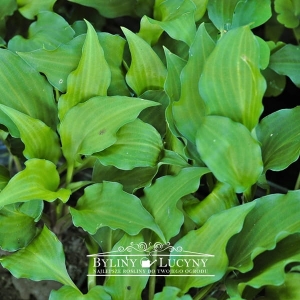 Hosta mini 'Green'